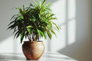 Entretien Dracaena reflexa : conseils et astuces pour une plante en bonne santé