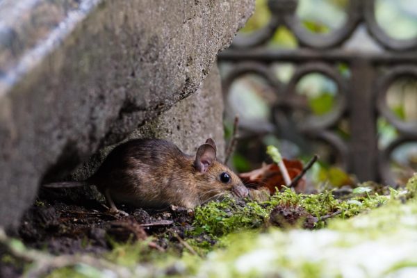 L’impact des rongeurs sur votre jardin : comment la dératisation peut sauver vos plantes ?