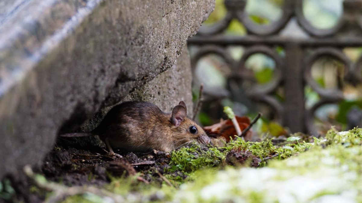 L’impact des rongeurs sur votre jardin : comment la dératisation peut sauver vos plantes ?