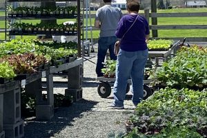 Achat de plantes d’extérieur : découvrez notre sélection variée