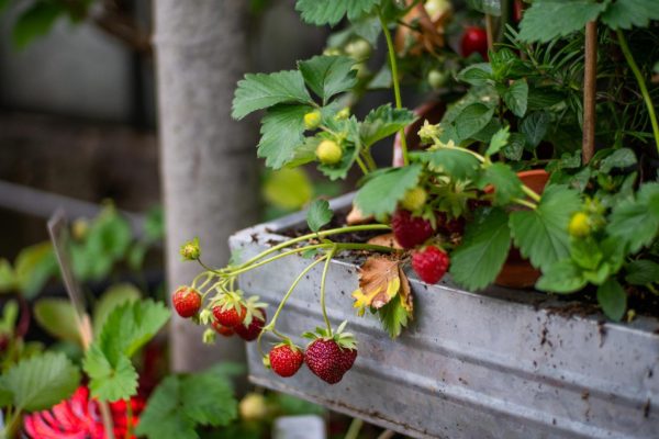 Planter des fraisiers : pourquoi c’est une excellente idée ?