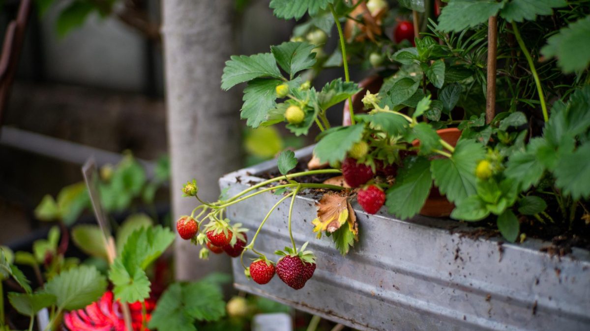 Planter des fraisiers : pourquoi c’est une excellente idée ?