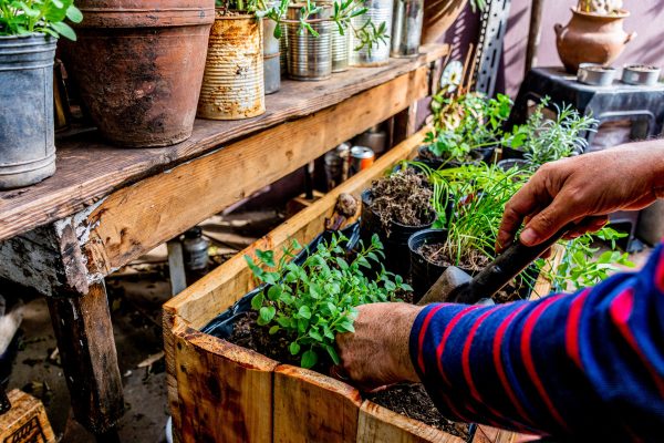 Arrosage hivernal : quelle eau pour des herbes aromatiques en pleine santé ?